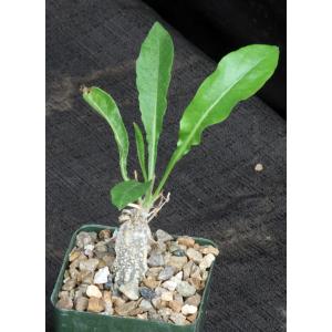 Cephalopentandra ecirrhosa 4-inch pots