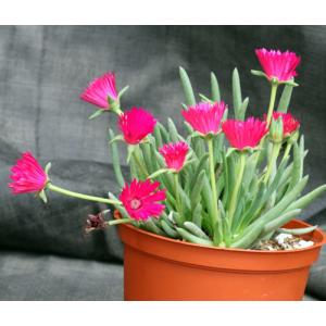 Cephalophyllum alstonii 6-inch pots