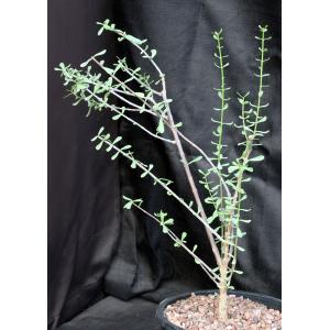 Ceraria fruticulosa 2-gallon pots