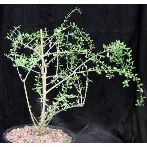 Ceraria fruticulosa 3-gallon pots