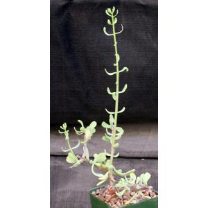 Ceraria fruticulosa 4-inch pots