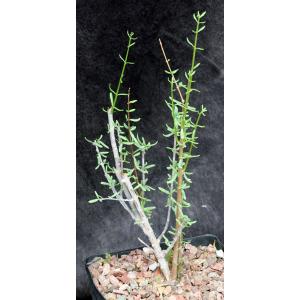 Ceraria fruticulosa (little-leaf form) one-gallon pots
