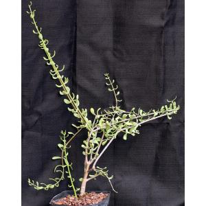 Ceraria fruticulosa one-gallon pots