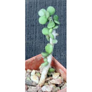 Ceraria pygmaea 3-inch pots