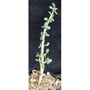 Ceraria pygmaea 5-inch pots