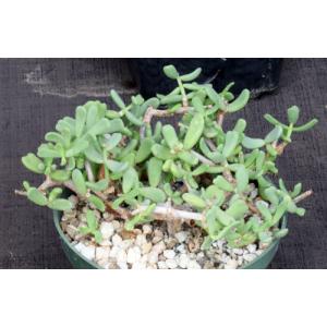 Ceraria pygmaea 6-inch pots