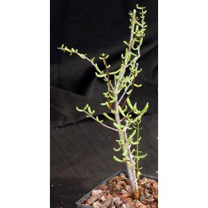 Ceraria fruticulosa (little-leaf form) 4-inch pots