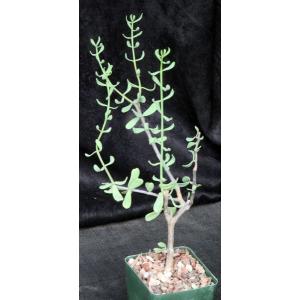 Ceraria fruticulosa 4-inch pots