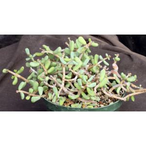 Ceraria pygmaea 6-inch pots