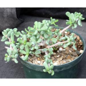 Ceraria pygmaea 6-inch pots
