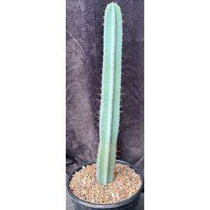 Cereus hankeanus 2-gallon pots