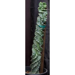 Cereus forbesii (spiraling) 3-gallon pots