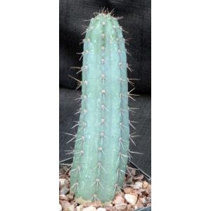 Cereus hankeanus 5-inch pots