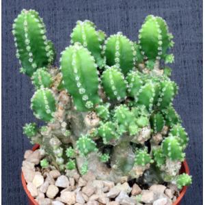 Cereus hildemannianus ssp. uruguayanus 4-inch pots