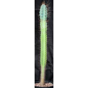 Cereus peruvianus 2-gallon pots