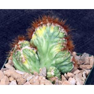 Cereus peruvianus (variegated crests) 4-inch pots