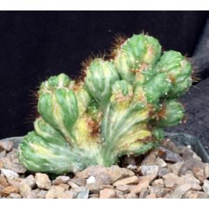 Cereus peruvianus (variegated crests) 5-inch pots