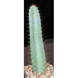 Cereus hankeanus 5-inch pots