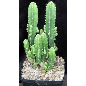 Cereus hildemannianus ssp. uruguayanus one-gallon pots