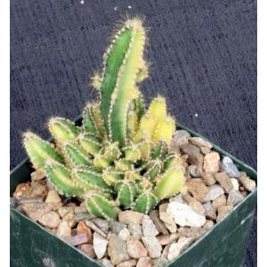 Cereus hildemannianus ssp. uruguayanus (variegate) 4-inch pots