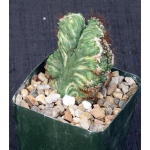 Cereus peruvianus (variegated crests) 4-inch pots