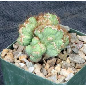 Cereus peruvianus (variegated crests) 4-inch pots