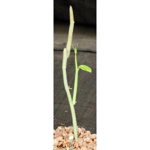 Ceropegia aristolochoides ssp. aristolochoides 5-inch pots