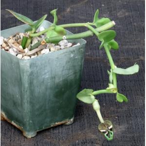 Ceropegia radicans ssp. radicans 4-inch pots