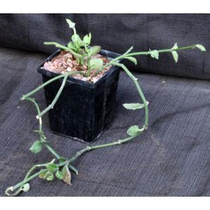 Ceropegia radicans ssp. radicans 5-inch pots