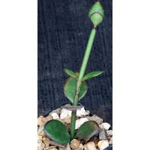 Ceropegia radicans ssp. smithii 2-inch pots