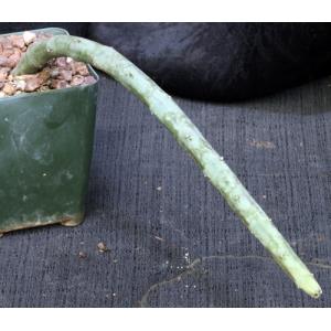 Ceropegia stapeliformis ssp. serpentina 4-inch pots