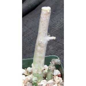 Ceropegia variegata 4-inch pots