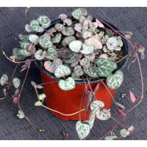 Ceropegia woodii 4-inch pots