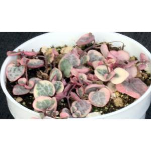 Ceropegia woodii (variegated) 4-inch pots