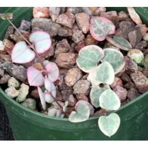 Ceropegia woodii (variegated) 3-inch pots