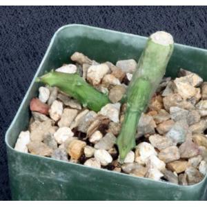 Ceropegia stapeliformis ssp. serpentina 4-inch pots