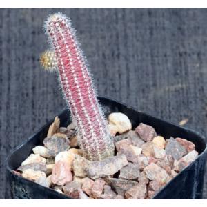 Chamaecereus luisramirezii 2-inch pots