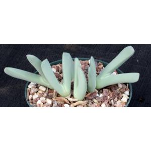 Cheiridopsis denticulata 6-inch pots
