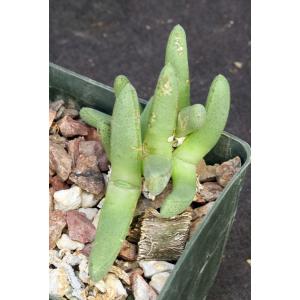 Cheiridopsis namaquensis (scabra) 3-inch pots