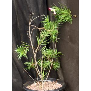 Chilopsis linearis cv Burgundy 2-gallon pots