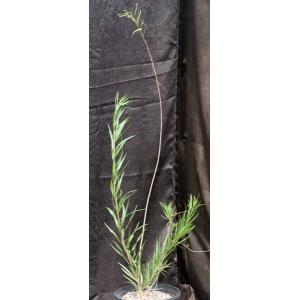 Chilopsis linearis one-gallon pots