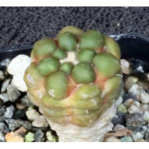 Cintia knizei 2-inch pots