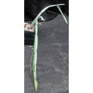 Cissus hamaderoensis (WY 1098) 5-inch pots