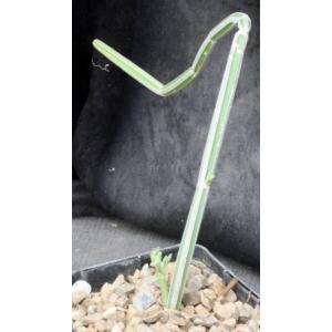 Cissus adeyana 5-inch pots