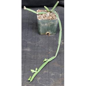 Cissus albiporcata 5-inch pots
