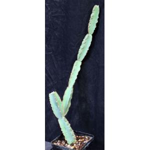 Cissus cactiformis (WY 1203) 4-inch pots