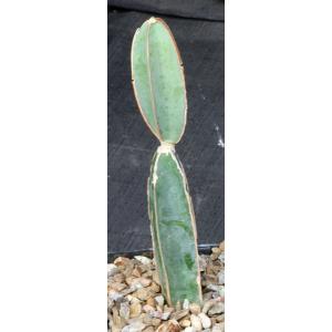 Cissus cactiformis (WY 1119) 5-inch pots