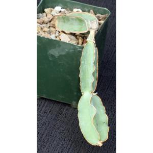 Cissus cactiformis (WY 1203) 4-inch pots