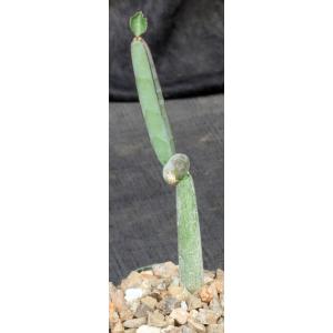 Cissus hamaderoensis (WY 1098) 4-inch pots