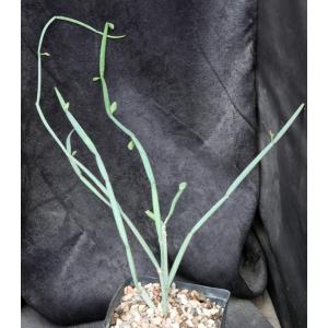 Cissus hamaderoensis (WY 1098) one-gallon pots
